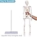 breesky Scientifc Human Skeleton Model for Anatomy, 33.4’’ Skeleton Model with Metal Stand, Removable Arms&Legs for Student to Study Human Skeleton Anatomy System, Halloween Decor, Manual Included