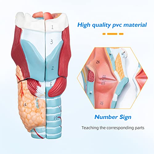 Image of Larynx Model - 2X Enlarged Human Throat Model Scientific Anatomy Model of Larynx Pharynx Model for Studying and Teaching