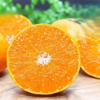 （みかんの大トロ）糖度12.0以上酸1.4以下 糖酸選別品 訳あり 愛媛セトカ5kg（D20-74）