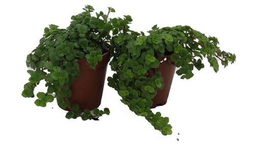 Tiny Tears Baby Tears - Pilea depressa - 2 Plants 2' Pots
