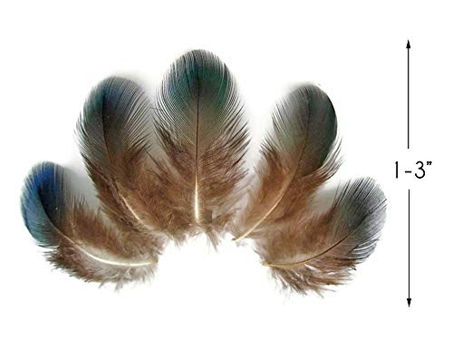 10 Pieces - Iridescent Green Peacock Plumage Loose Feathers Craft Fly Tying Supply | Moonlight Feather #TOP5