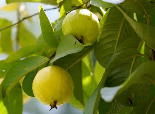 Image of Mexican Guava Live Fruit Plant Aromatic Sweet Guava Tree | Height 1.5-2 Feet | Without Pot | Ideal for Home Garden Balcony Terrace Outdoor Growing with Healthy Roots