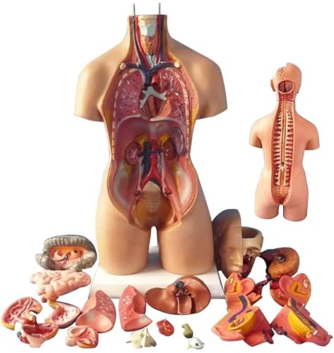 HEQIM 55cm Human Anatomy Torso Model, 19 Pieces of Detachable Human Organs, Anatomical Organ Body for Teaching Medical Tool Set