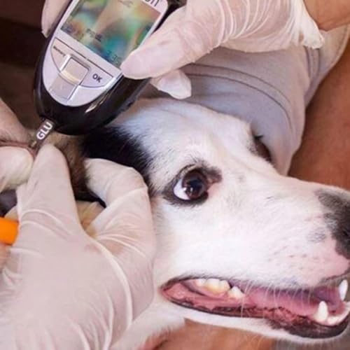 Diabetes em cães e gatos: O que todo tutor precisa saber