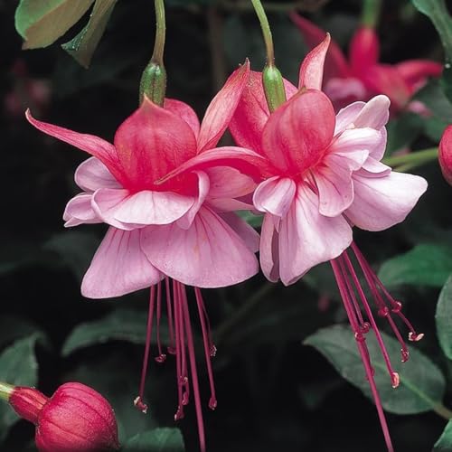 Plant Theory Fuchsia Heidi Ann Bedding Plants Hardy Fuchsia 9cm Pot