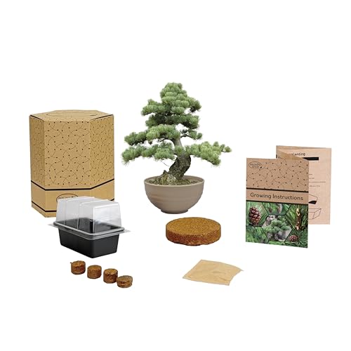 Pronto Seed Bonsai Bowl Starter Kit | Complete Grow Your Own Set with Pine Seeds, Propagator, Coir Discs & Growing Instructions (Single)