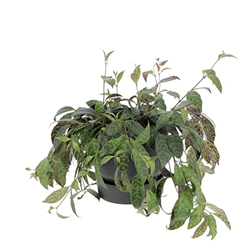 KENTIS - Aeschynanthus Marmoratus - Plante de Aeschynanthe - Vraies Plantes Grimpantes Ornementales - Plantes d'Intérieur - Pot de Ø 17 cm