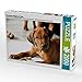 Produktbild CALVENDO Puzzle Rhodesian Ridgeback Rüde 2000 Teile Lege-Größe 90 x 67 cm Foto-Puzzle Bild von Dagmar Behrens