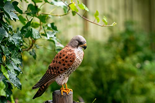 WILDLIFEGARDEN WG4470 DecoBird pustułka wieżowa - ręcznie rzeźbiony dekoracyjny ptak z drewna - duże ptaki europejskie