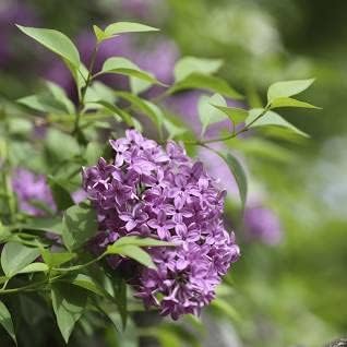 Common Lilac Shrub 12" in Height in an ABP Container