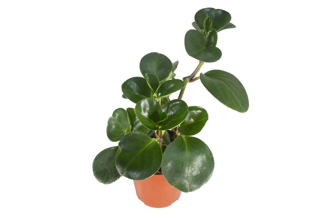 Creative Farmer Peperomia Obtusifolia Plant Baby Rubber Pepper Face Indoor Shrub, Live - Home Décor|Indoor Living Room|Kitchen Decoration (Healthy Plant) (B09QSG1LLW) Amazon Price History, Amazon Price Tracker