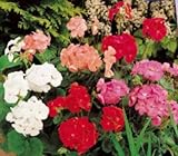 Seeds & Plants Shop by Ipsa