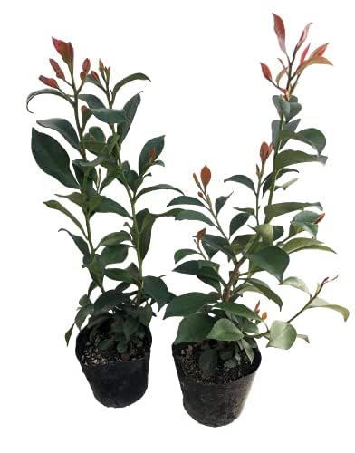 yA؁zy u{iق񂳂jv3.5 2Zbgz  40p 3.5(10.5cm)|bg _I  (2, { 3.5)