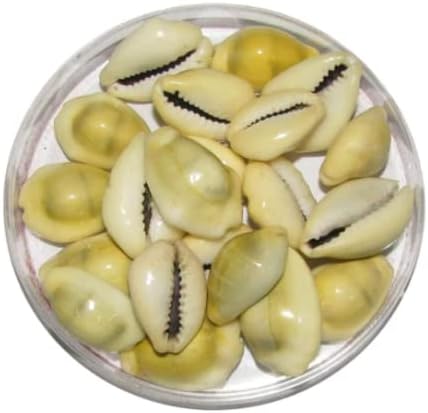 Original Yellow Cowdi/Cowrie/Cowry/Kouri/Kaudi/Kori Shells | Monetaria Monta Shells | for Laxmi and Diwali Pooja Article | Set of 51 | 3/4 Inch ~ 1-1/2 Inch