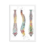 Zoom IMG-1 yimesoy anatomia umana sistema muscolare Zoom IMG-1 yimesoy anatomia umana sistema muscolare