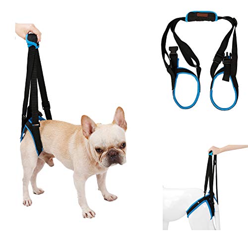 Top 10 Ivdd Dog Harness of 2022 Scriptencode