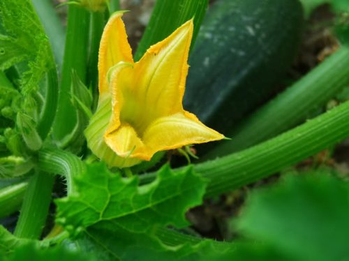 50 Black Beauty Zucchini Summer Squash Cucurbita Pepo Vegetable Seeds #TOP7