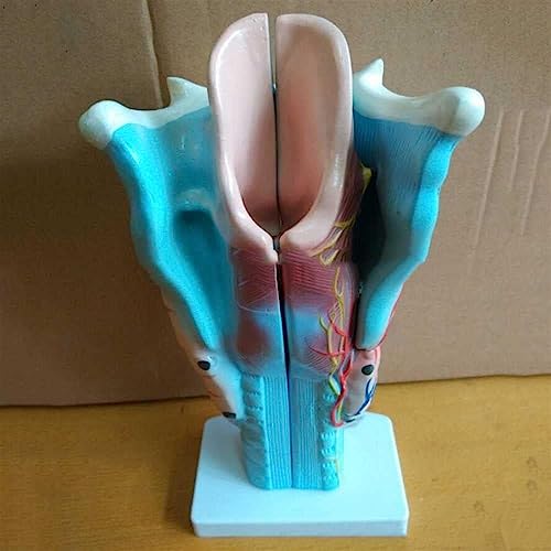 Modèle anatomique de porc AMITD résolvant l'étude de l'anatomie vétérinaire - 7