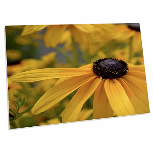 3dRose Patricia Sanders Flowers - Black Eyed Susan Pad