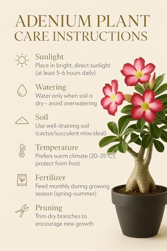 Image of Exotic live Adenium Bonsai Plant combo without pot - Live Desert Rose for Home & Balcony. PACK of 5 five with different colour. SGN DD