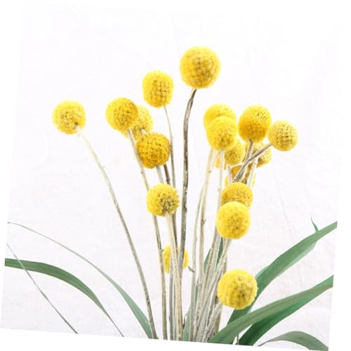 30 tallos de flor seca Craspedia amarilla natural LIFKOME miniatura 6