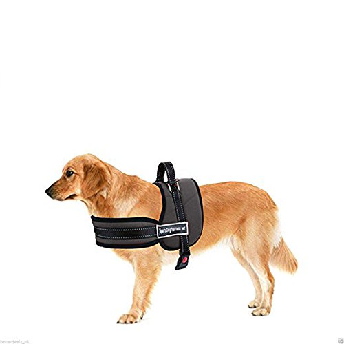 Sport dog harness set Clearance