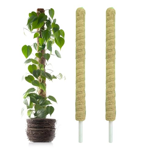 Image of Casa De Amor Coir Stick | Natural Coco Pole Support for Climbing Indoor & Outdoor Plants | Strong Pole for Money Plant, Monstera, Pothos Growth (3 Feet, Set of 2)