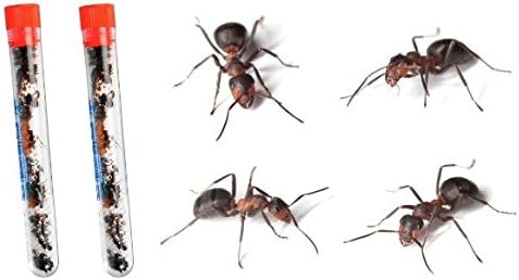 2 Tubes Live Ant Farm Ants Plus Ant Book -Bundle