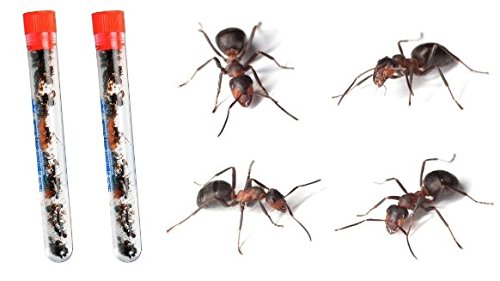 50 Live Red Harvester Ants for Ant Habitats - Live Arrival, Shipped Now - Perfect for Educational Science Projects & Interactive Ant Habitat Experience - Image 4