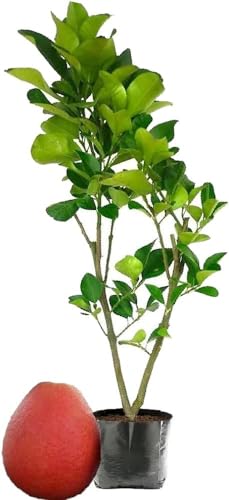 Image of GreenWorld Special Big Size Thai Red Batabi Lemon /Lebu Plant,(GRAFTED /GUTI KOLOM) Healthy Live Plant,''Fruit After 1 Year''