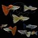 41BDs6aif2L. SL75 Swimming Creatures Store - Assorted Tropical Freshwater Fish