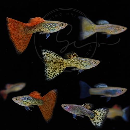 Swimming Creatures Store - Assorted Tropical Freshwater Fish