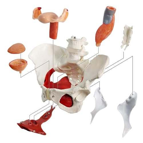 Modelo anatómico de pelvis femenina con órganos extraíbles, herramienta educativa de tamaño real para medicina y enseñanza