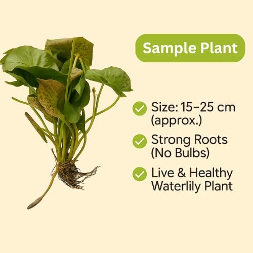 Indian Gardens – Waterlily Live Plant | Dark Blue | Aquatic Pond & Tub Plant | Live Nymphaea Waterlily
