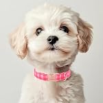 Pink Checkerboard Dog Collar, Classic Girly Plaid Dog Collars, Adjustable Heavy Duty Girl Dogs Collar for Small Medium Large Dogs with Metal Buckle S - Image 5