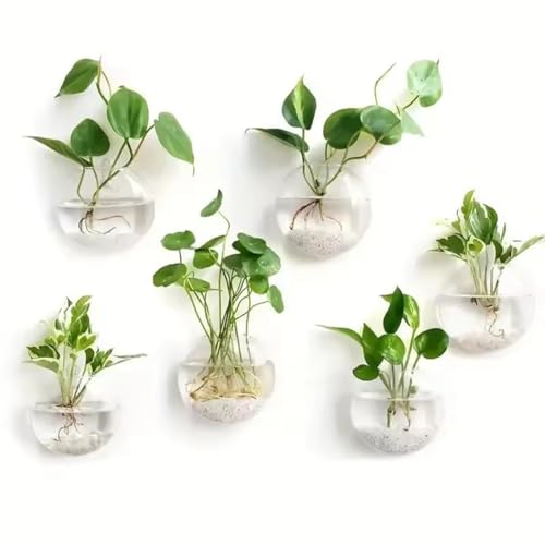 Jarrones de vidrio hidropónico de pared: evita plantas marchitas con este terrario visible 6