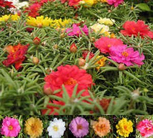OhhSome Flower Seeds: Sparrow Attracting Plant Seeds Time Flower Seeds Plants Seeds for Office Garden [Home Garden Seeds Eco Pack Plant Seeds - Eco" (B07Y88MHDB) Amazon Price History, Amazon Price Tracker