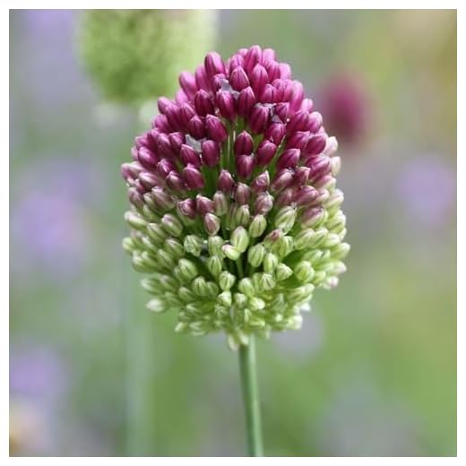 Votaniki Drumstick Allium - Egg-Shaped Flowers