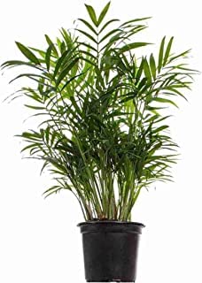 Guruji Plantation Parlor Palm Plant outdoor Plant For Home and Garden with Pot (Pack of 1) (Green)