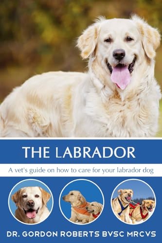 The Labrador: A vet's guide on how to care for your Labrador dog