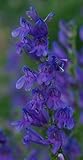 300 Rocky Mountain (Beardtongue) Penstemon Strictus Flower Seeds