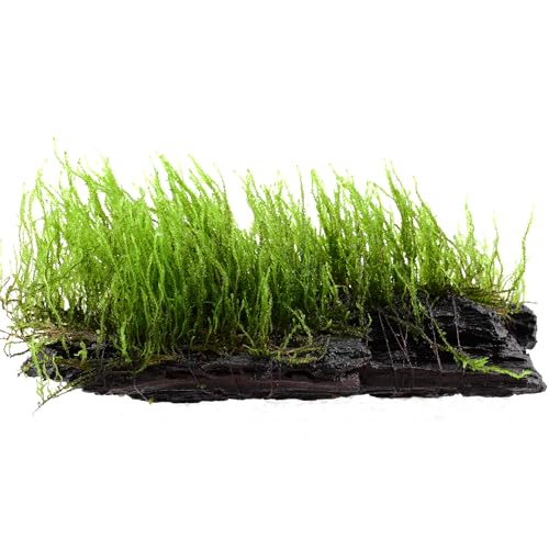 AquaBreedingSkill Moos Taxiphyllum sp. auf Wurzel ~15 cm lebendes Aquarienmoos bereits angewachsen natürliche sofort einsatzbereite Dekoration für Süßwasseraquarien
