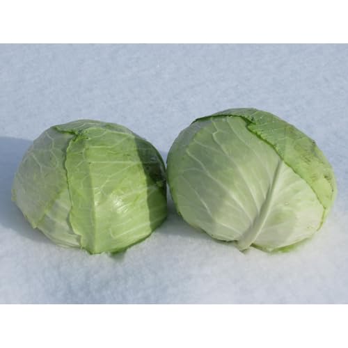 [先行予約][数限りあり]北海道産雪の下キャベツ2玉