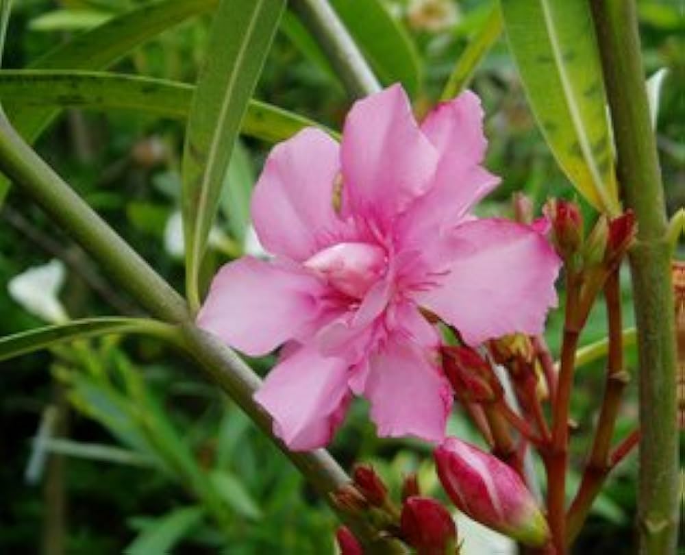 Amazon.co.jp: キョウチクトウ 赤系花 樹高1.2m前後 単品 常緑