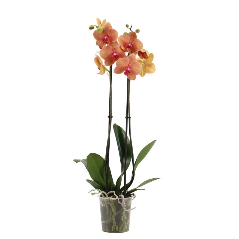 Orquídea Phalaenopsis Flores Naturales para Alegrar tu Hogar