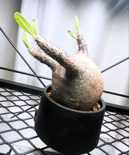 グラキリス パキポディウム」の人気商品一覧 | 安い商品を通販サイト