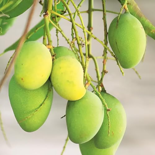 Image of Testy & Delicious Frash ''Kacha Mitha Mango Fruit'' Tree Grafted Plant || For Home Garden Outdoor & Indoor plant.