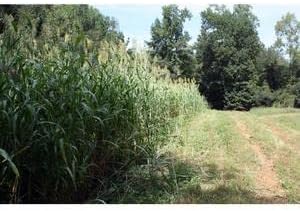 Egyptian Wheat Seed (25 lbs.)