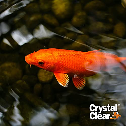 CrystalClear Algae D-Solv Pond Algae Control, Fast-Acting EPA Registered Algaecide, Use in Fountains & Outdoor Ponds Containing Koi & Other Fish, Treats 46,080 Gallons, 1 Gallon