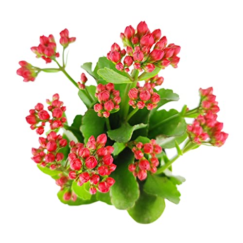 Kalanchoe blossfeldiana 'Calandiva Red' (8"-11" Tall in 4.5" Grower Pot) - Easy to Grow Houseplant - Live Healthy Houseplant for Home Office Decoration Kalanchoe blossfeldiana 'Calandiva Red' (8"-11" Tall in 4.5" Grower Pot) - Easy to Grow Houseplant - Live Healthy Houseplant for Home Office Decoration